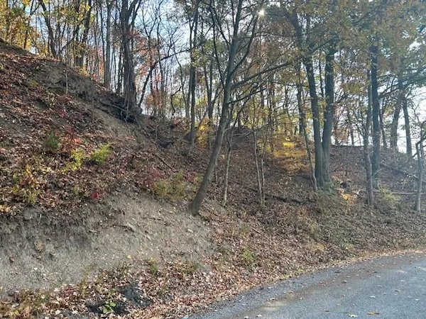 a view of a forest filled with trees