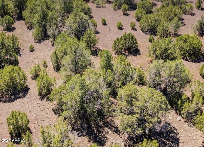 84 County Road, Unit 85 Vernon, AZ 85940 - Photo 3 of 6 a view of a garden with plants and large trees