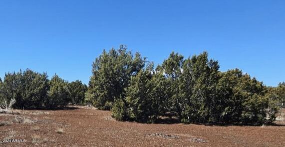 84 County Road, Unit 85 Vernon, AZ 85940 - Photo 6 of 6 a view of a yard with a tree