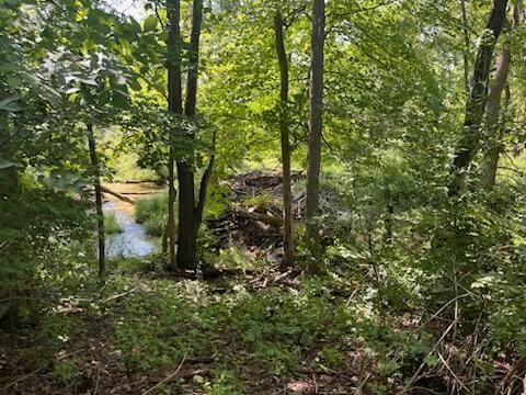 582 Dent Road Sunbury, OH 43074 - Photo 42 of 56 creek on property