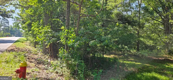a view of a tree in a forest
