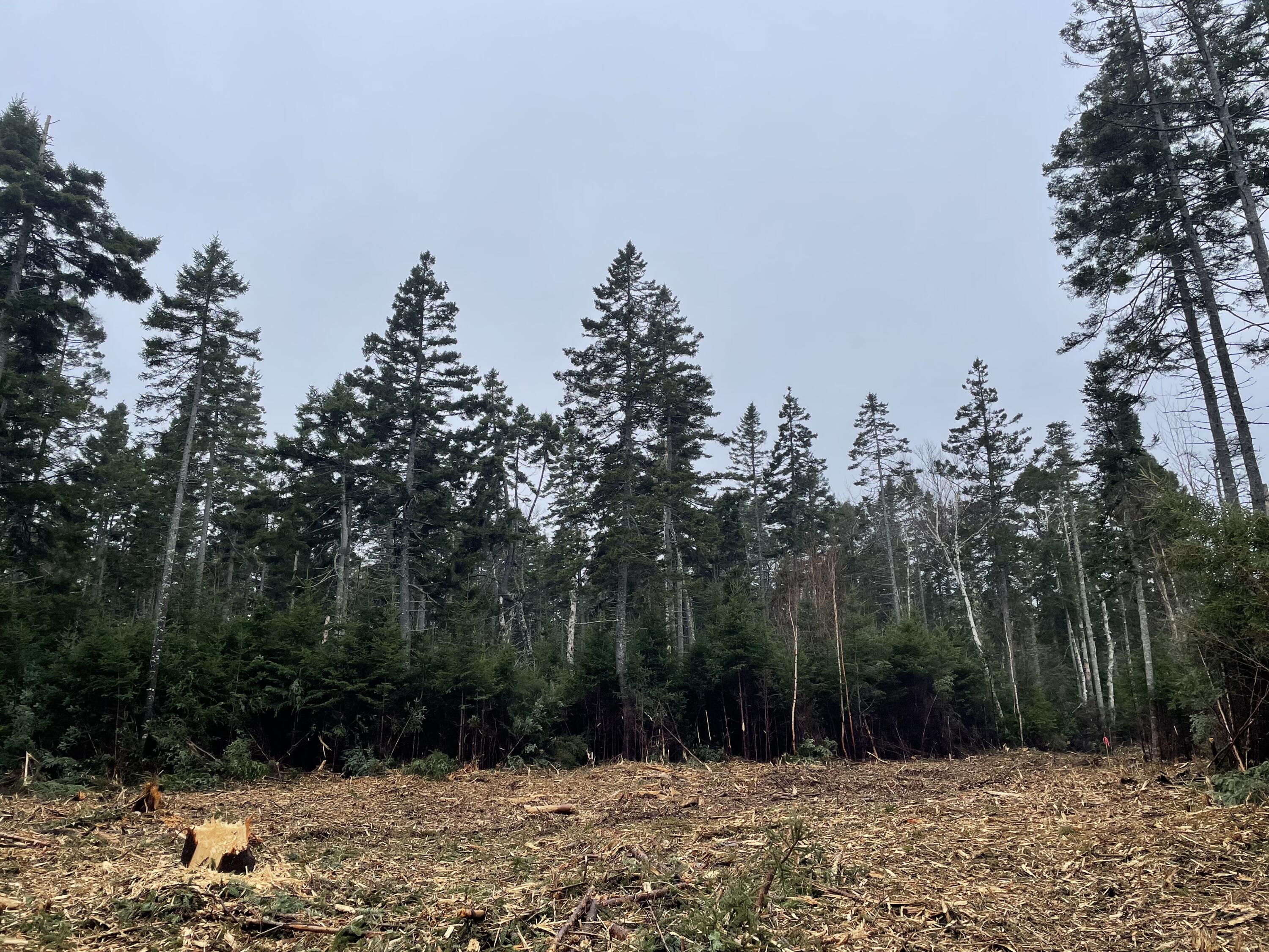 Lot3 Pyne Cove Road Steuben, ME 04680 - Photo 6 of 8 Cleared house lot