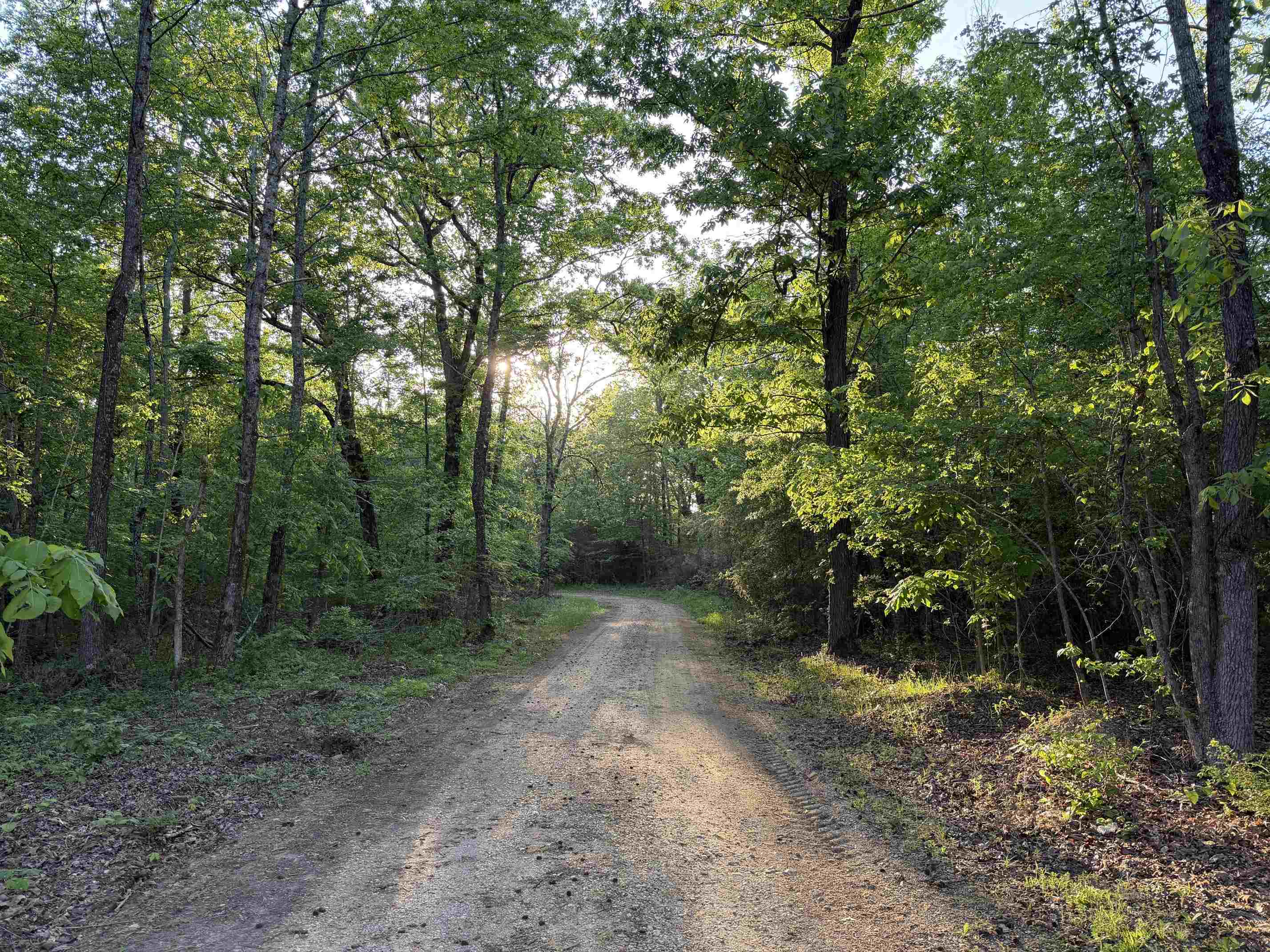 859 Cravens Road Savannah, TN 38372 - Photo 11 of 40 a view of a forest with trees in the background