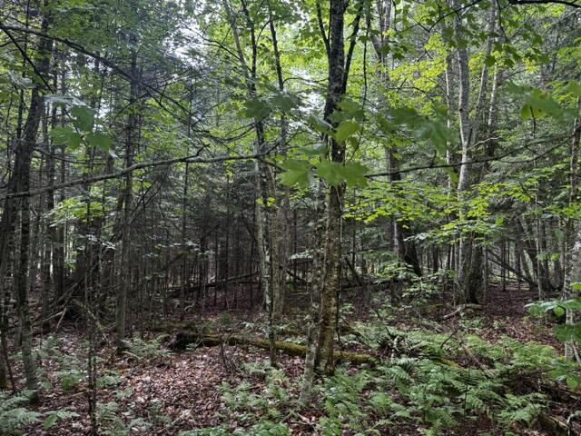 44 Dore Hill Road Athens, ME 04912 - Photo 3 of 5