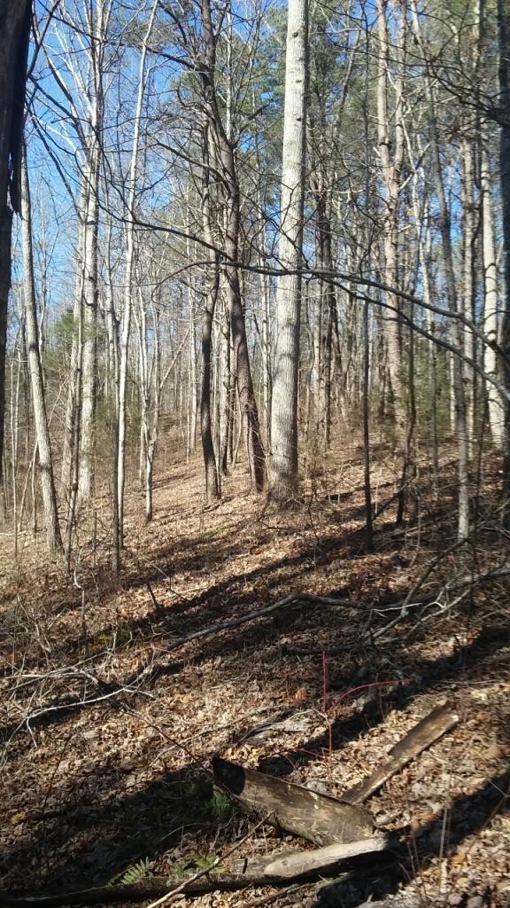 0 Gribble Road Maryville, TN 37803 - Photo 13 of 32 Gallery Image 13