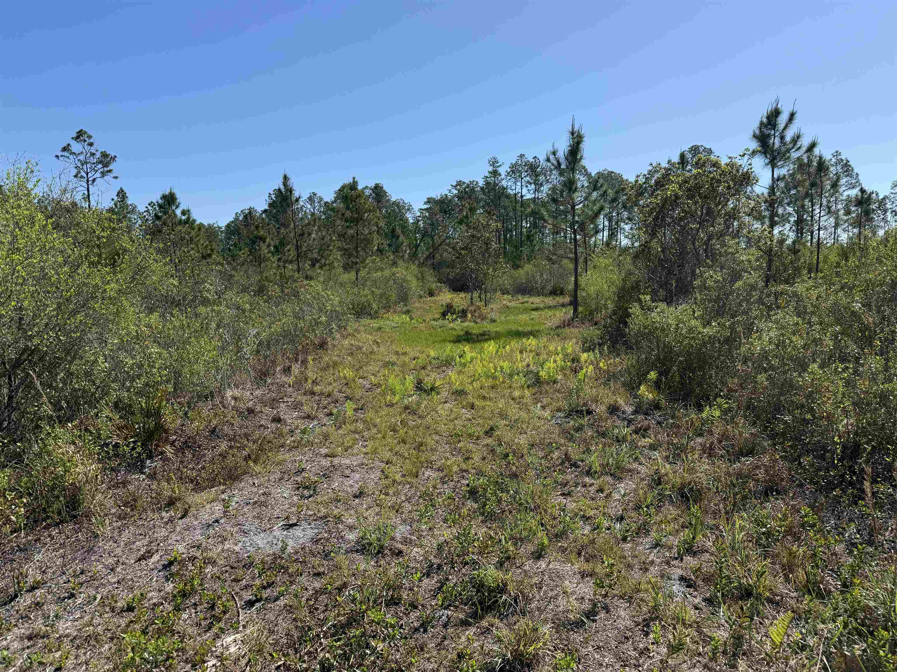 0 Madison Main Line Road Perry, FL 32347 - Photo 32 of 50