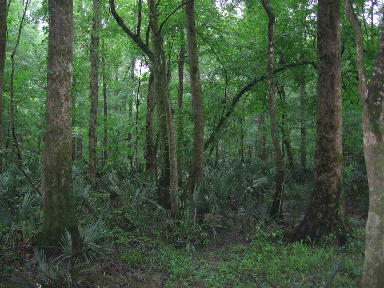 1845 Riverview Road Havana, FL 32333 - Photo 17 of 24 Gallery Image 17
