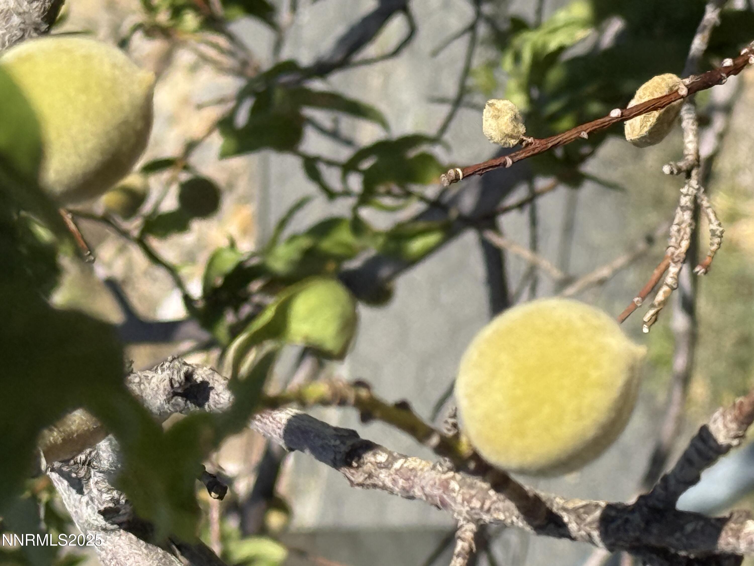 3875 Granite Way Topaz Ranch Estates, NV 89444 - Photo 28 of 31 FRUIT