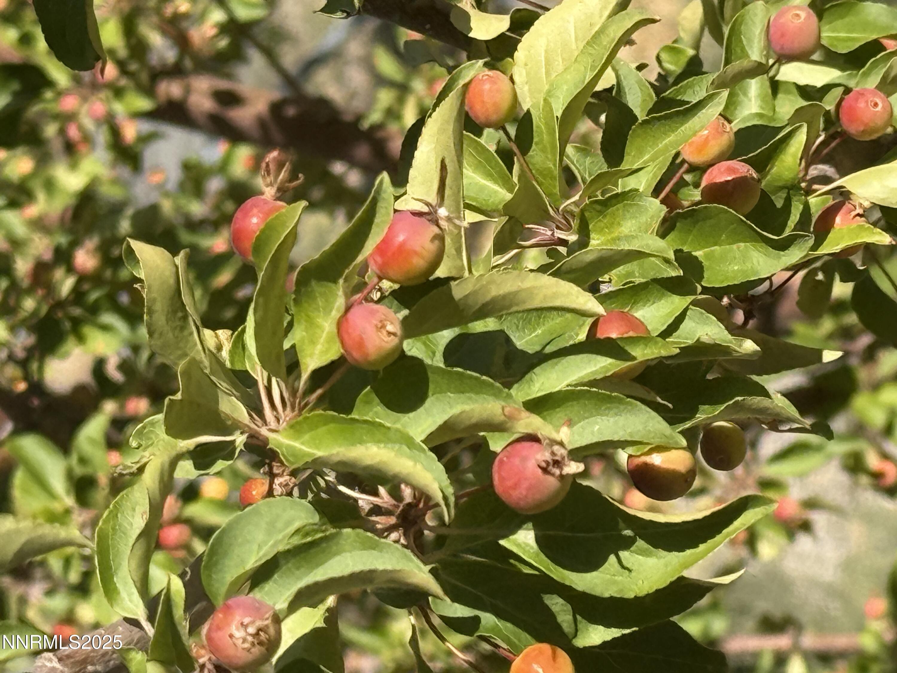 3875 Granite Way Topaz Ranch Estates, NV 89444 - Photo 29 of 31 CRABAPPLE