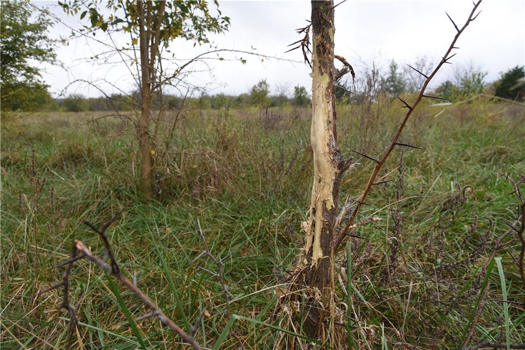 Quail Rd Road Mound City, KS 66056 - Photo 14 of 38
