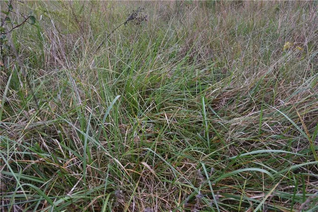 $900,000 | Quail Rd Road, Mound City, KS 66056