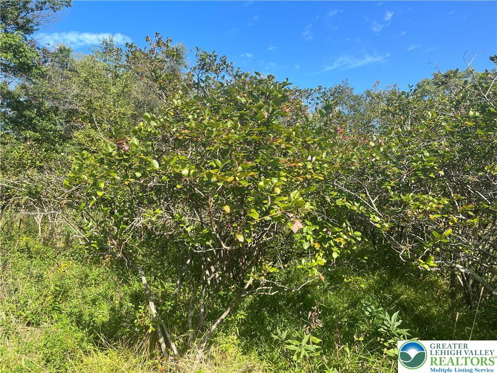 861 Muschlitz Road Nazareth, PA 18064 - Photo 28 of 35 Blueberry Bushes