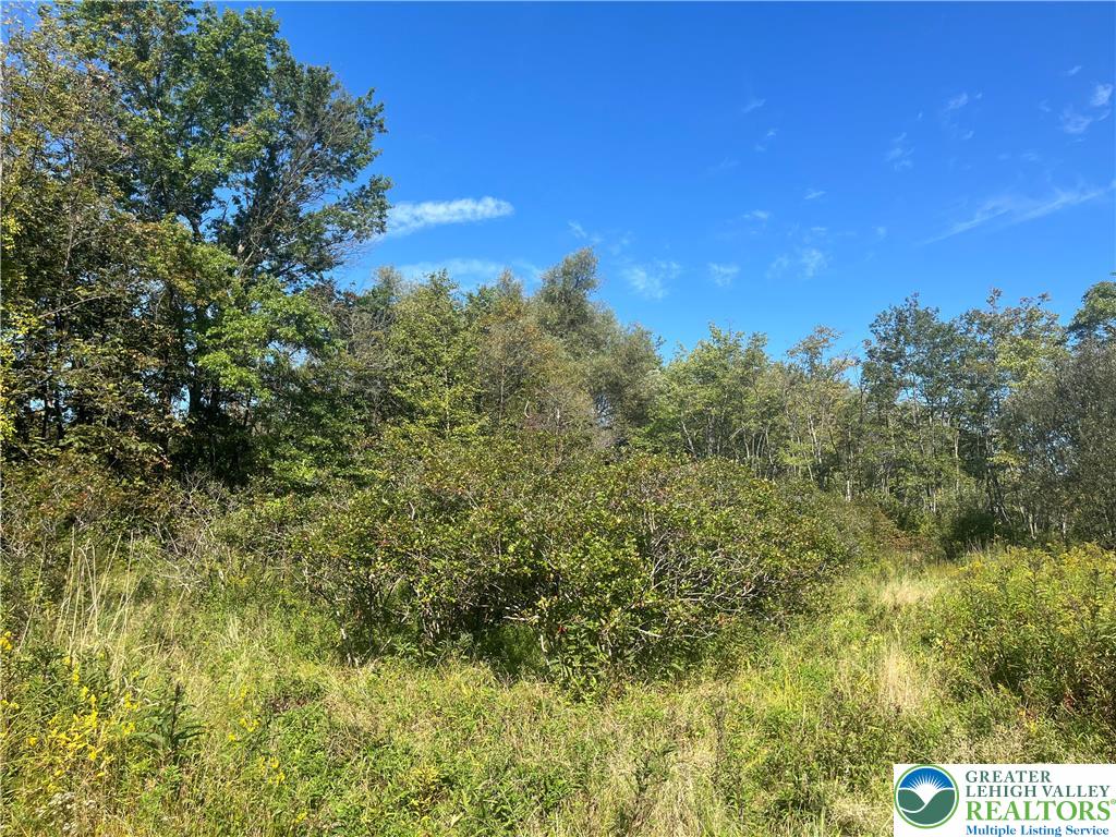861 Muschlitz Road Nazareth, PA 18064 - Photo 29 of 35 Blueberry Bushes