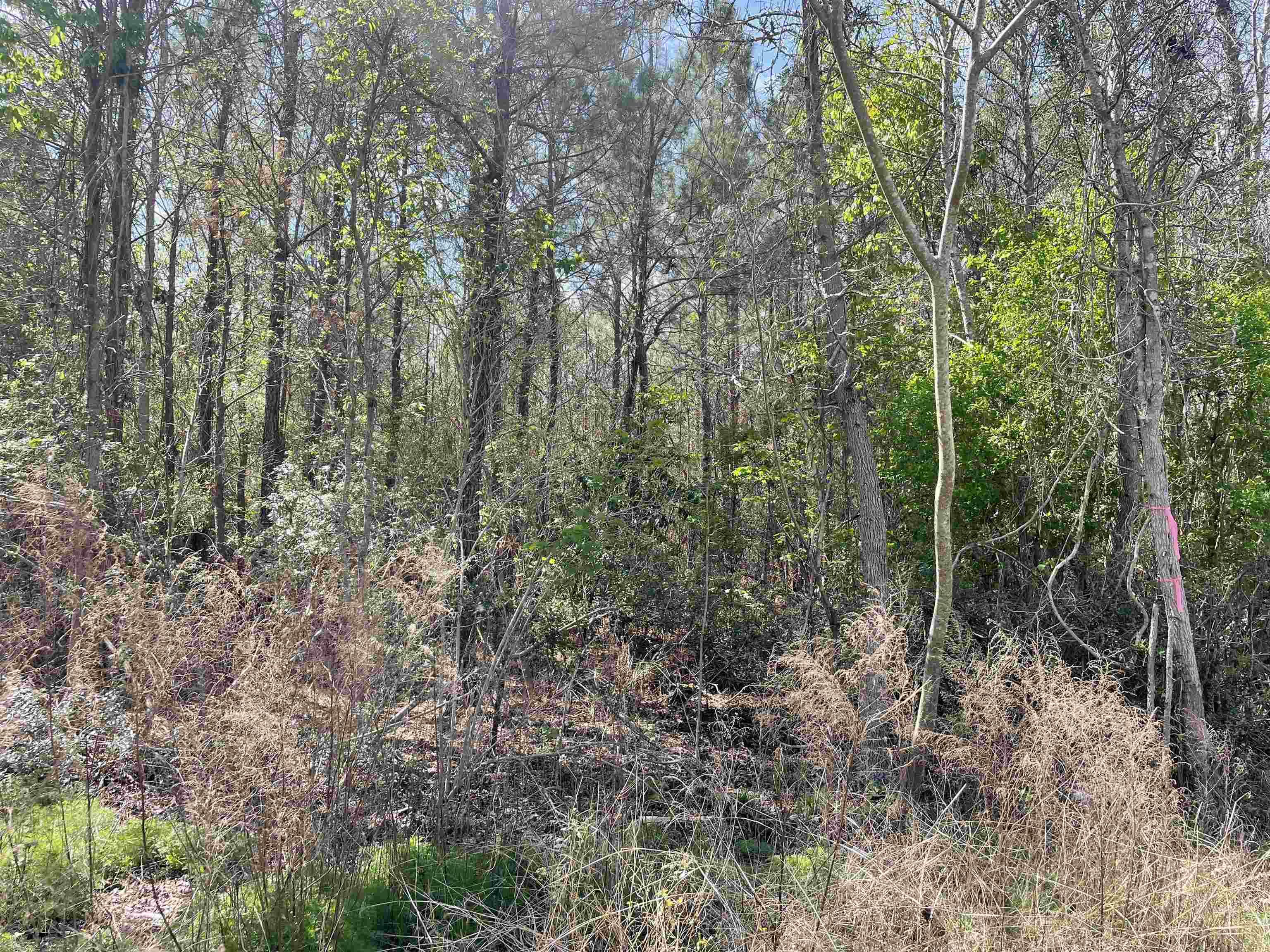 Tbt Tbt Frank Cribb Road Hemingway, SC 29554 - Photo 11 of 12 Gallery Image 11