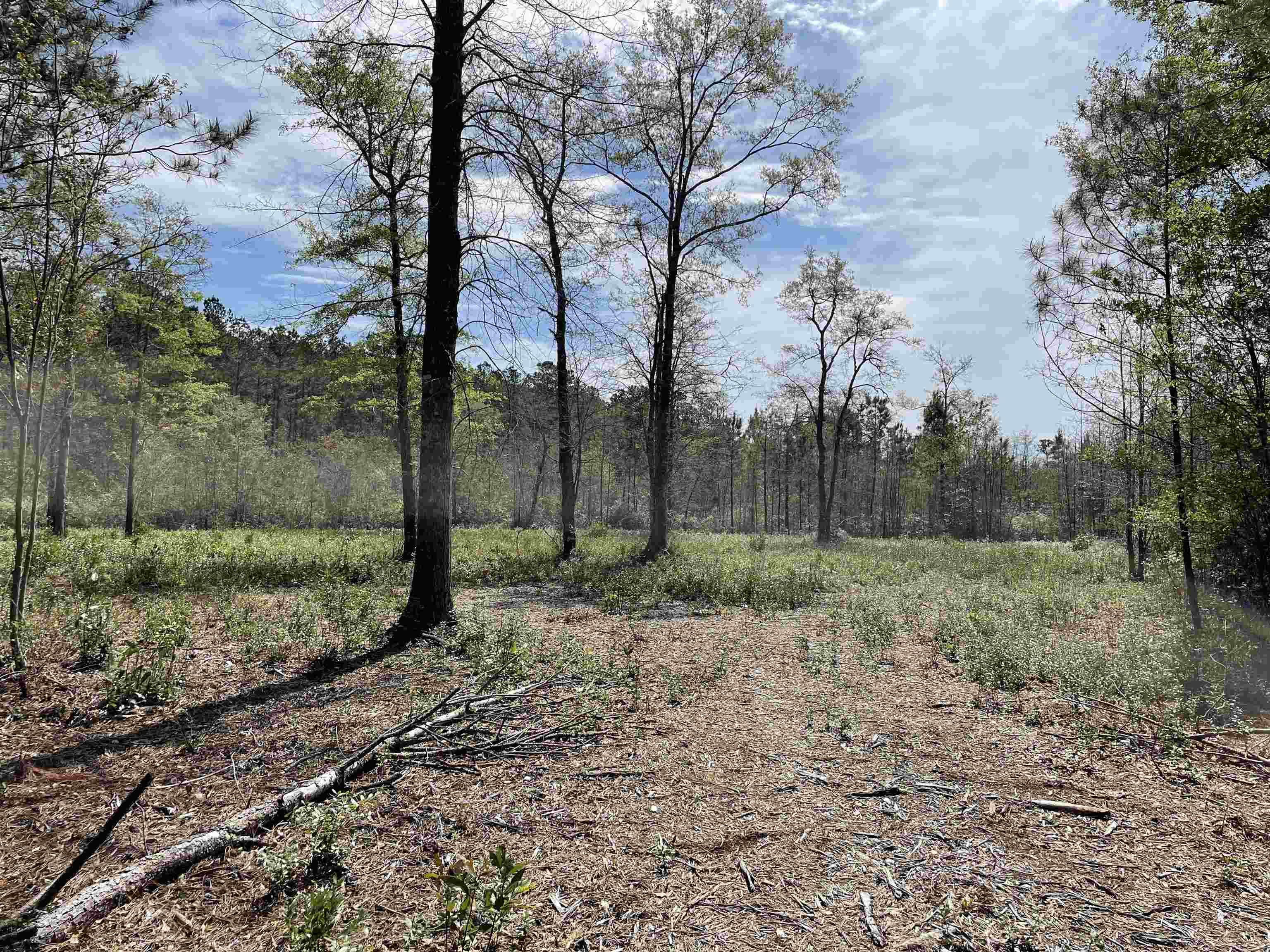Tbt Tbt Frank Cribb Road Hemingway, SC 29554 - Photo 2 of 12 Gallery Image 2