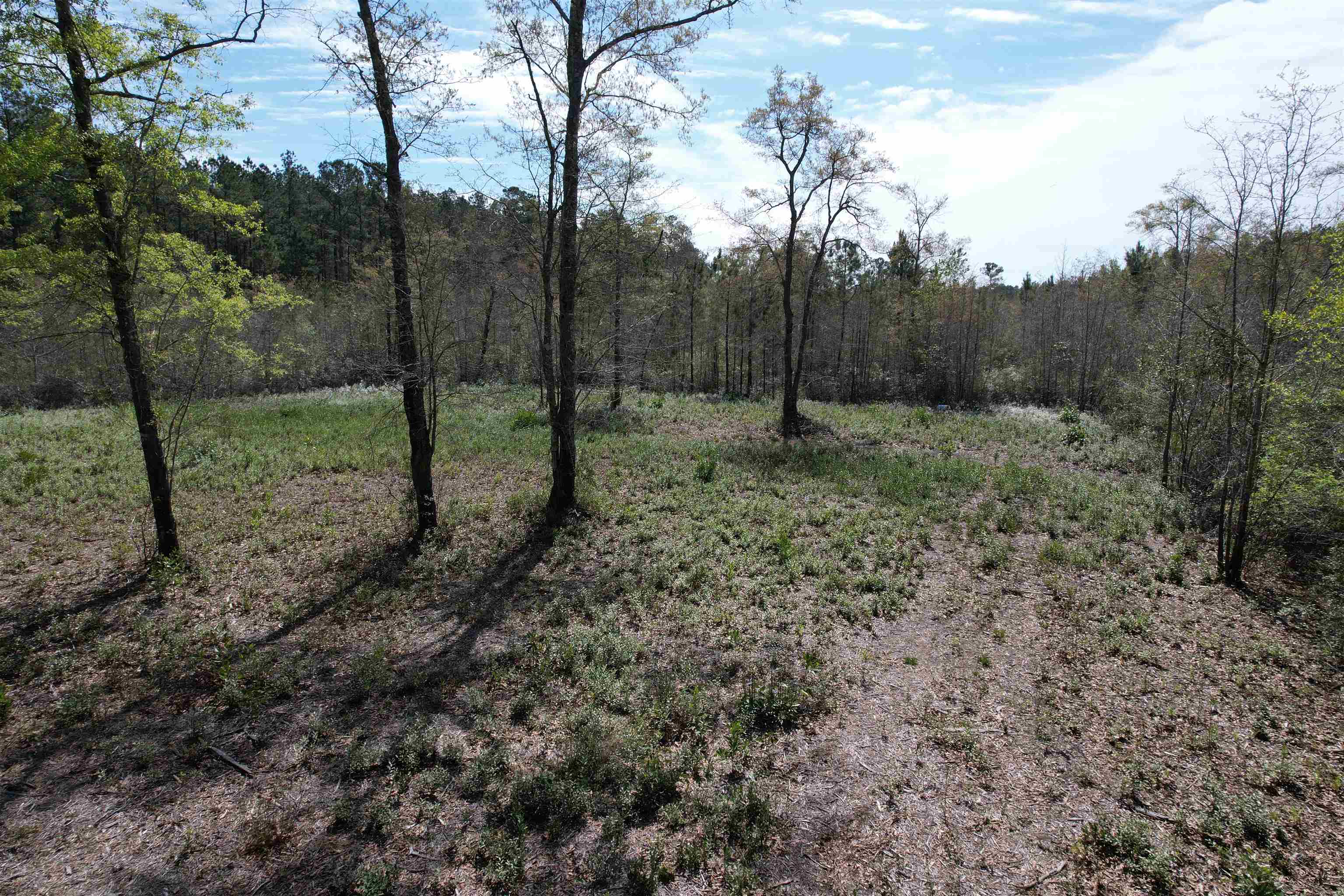 Tbt Tbt Frank Cribb Road Hemingway, SC 29554 - Photo 5 of 12 Gallery Image 5