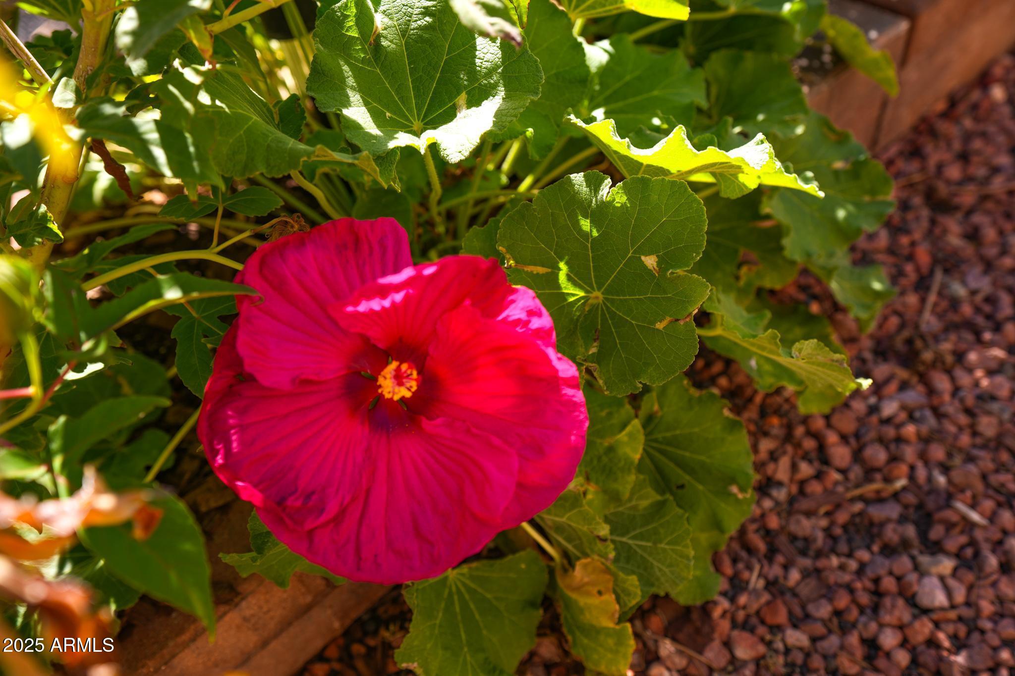 1665 Mountain View Road Cornville, AZ 86325 - Photo 36 of 46 a view of a tree