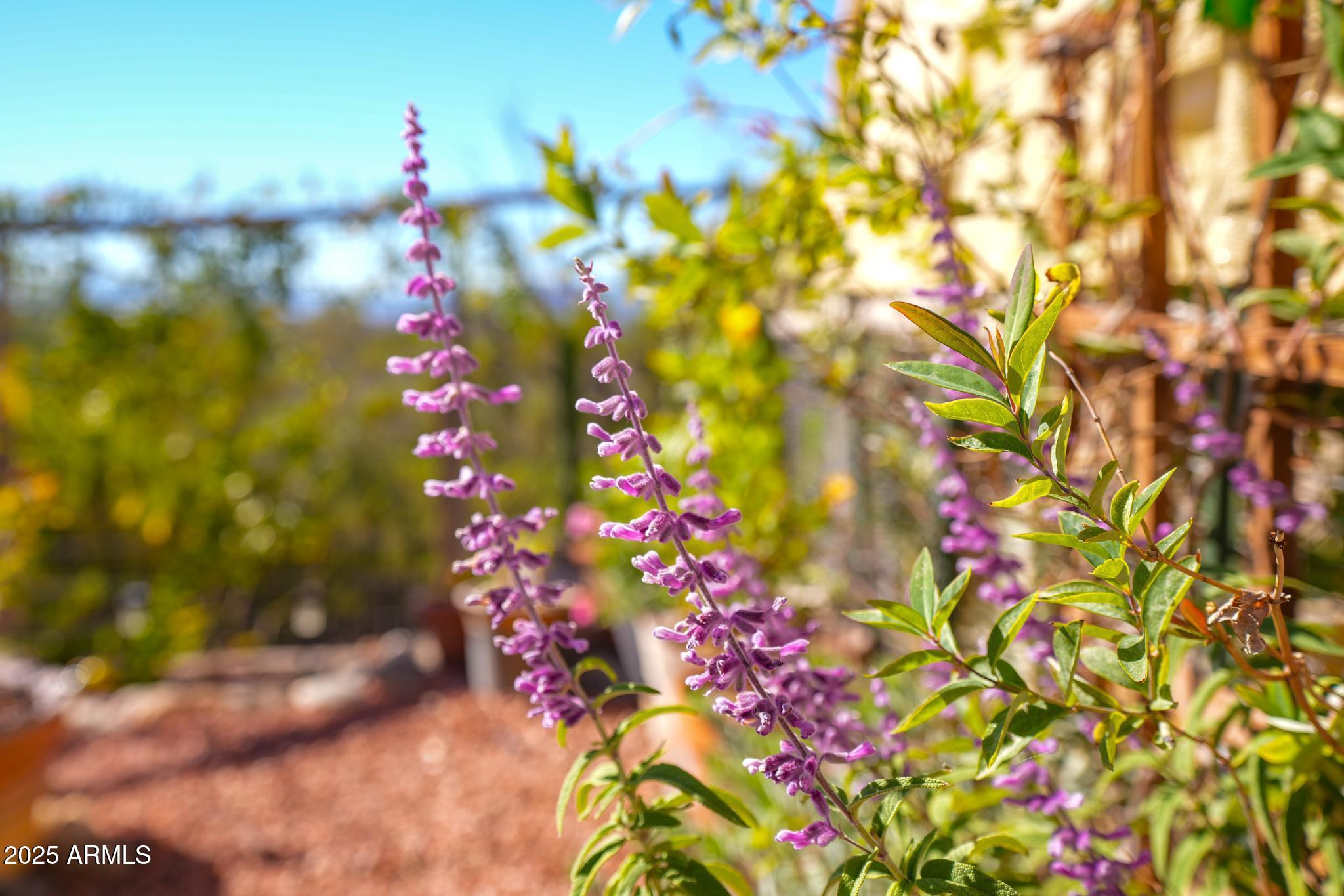 1665 Mountain View Road Cornville, AZ 86325 - Photo 37 of 46 a view of a flower