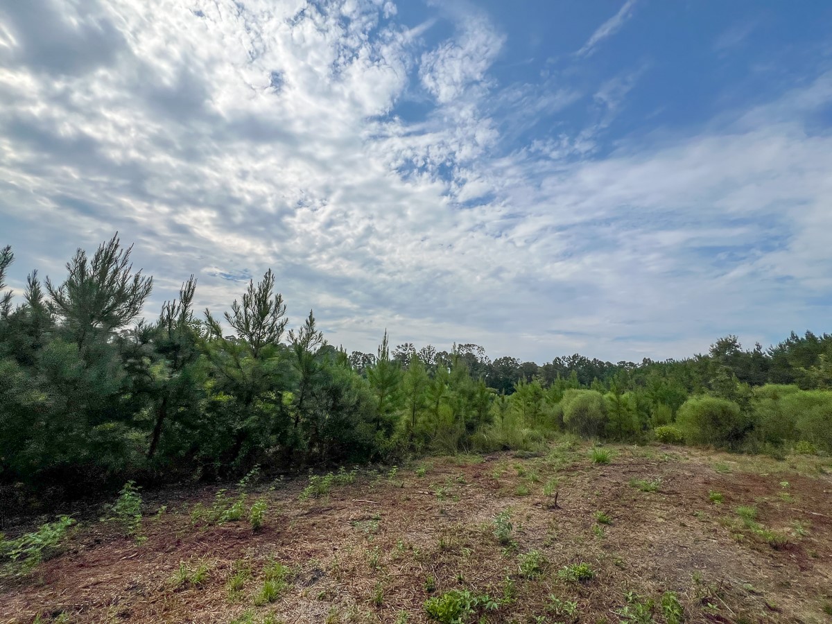 3 Fm 1987 Corrigan, TX 75939 - Photo 12 of 18 a view of an outdoor space with mountain view