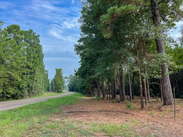 a view of a forest filled with trees