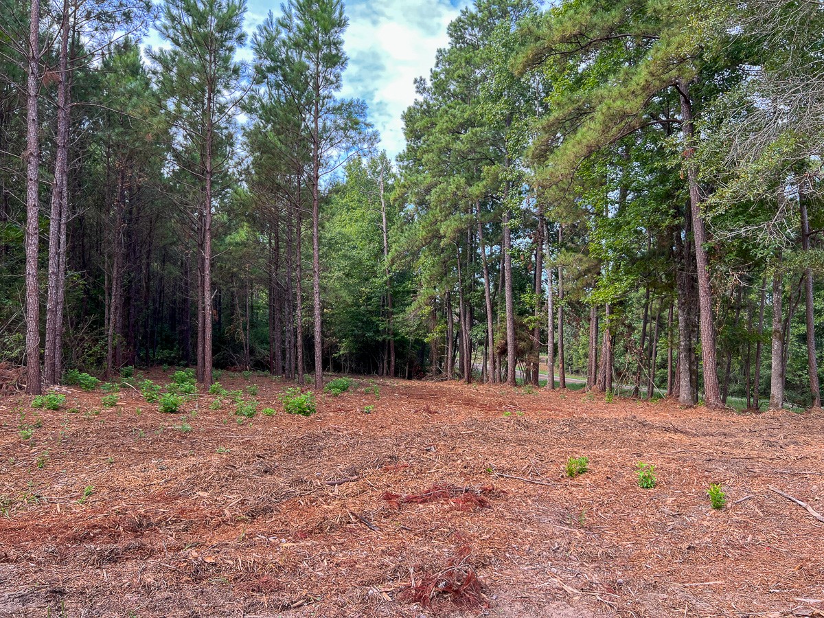 3 Fm 1987 Corrigan, TX 75939 - Photo 6 of 18 a backyard of a house with lots of green space
