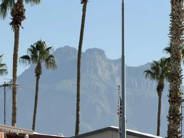 a view of balcony with a palm tree
