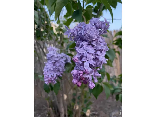 a picture of flowers