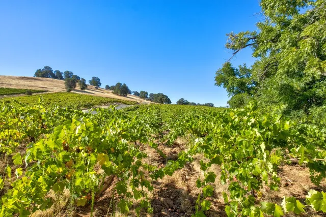 $1,899,995 | 19940 Shenandoah School Road, Plymouth, CA 95669