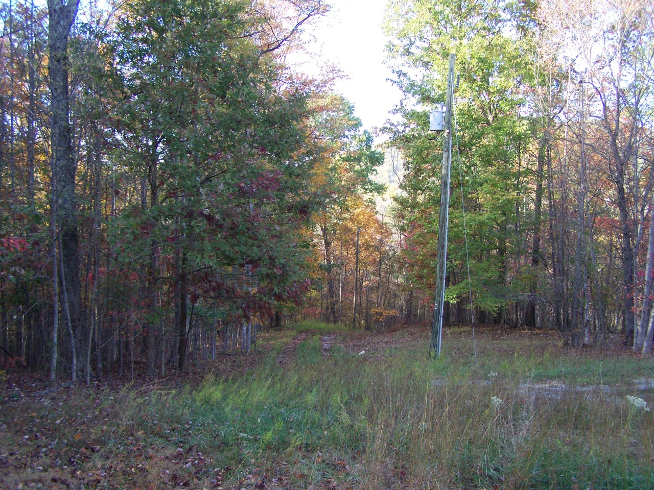 1082 Had It Road Vinton, VA 24179 - Photo 4 of 6 a view of a forest