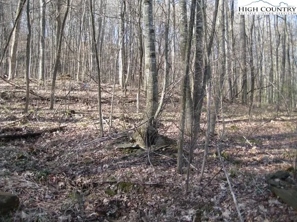 a view of a dry yard with trees in the background