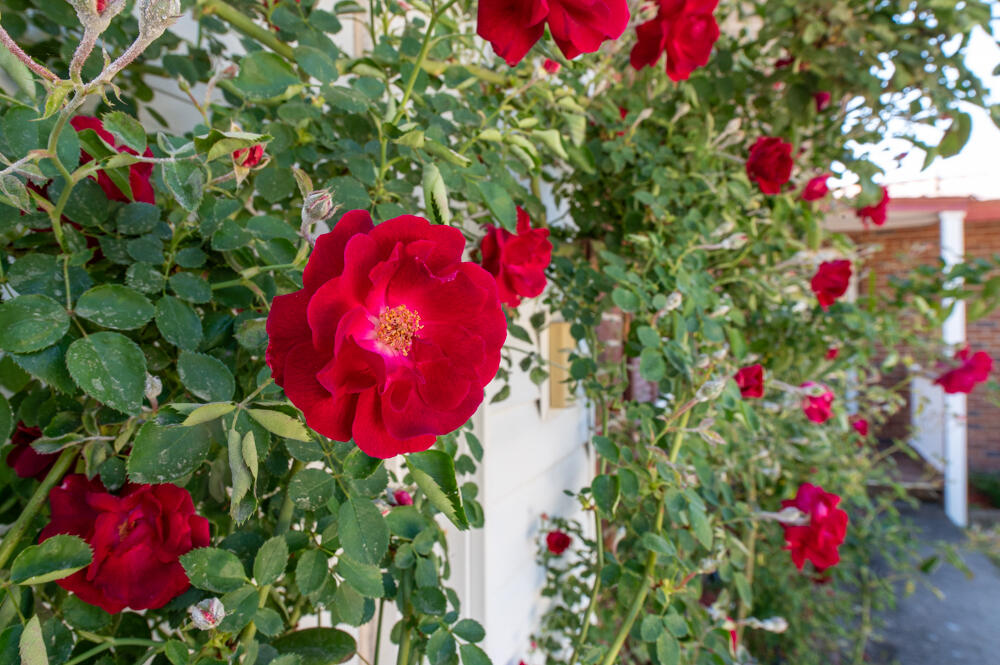 1107 Terrace Circle North Augusta, SC 29841 - Photo 23 of 28 Flowers!