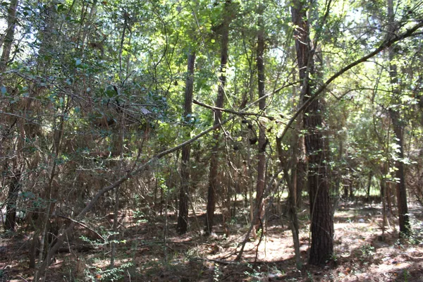 $1,000 | Tbd Magnolia Street, Trinity, TX 75862