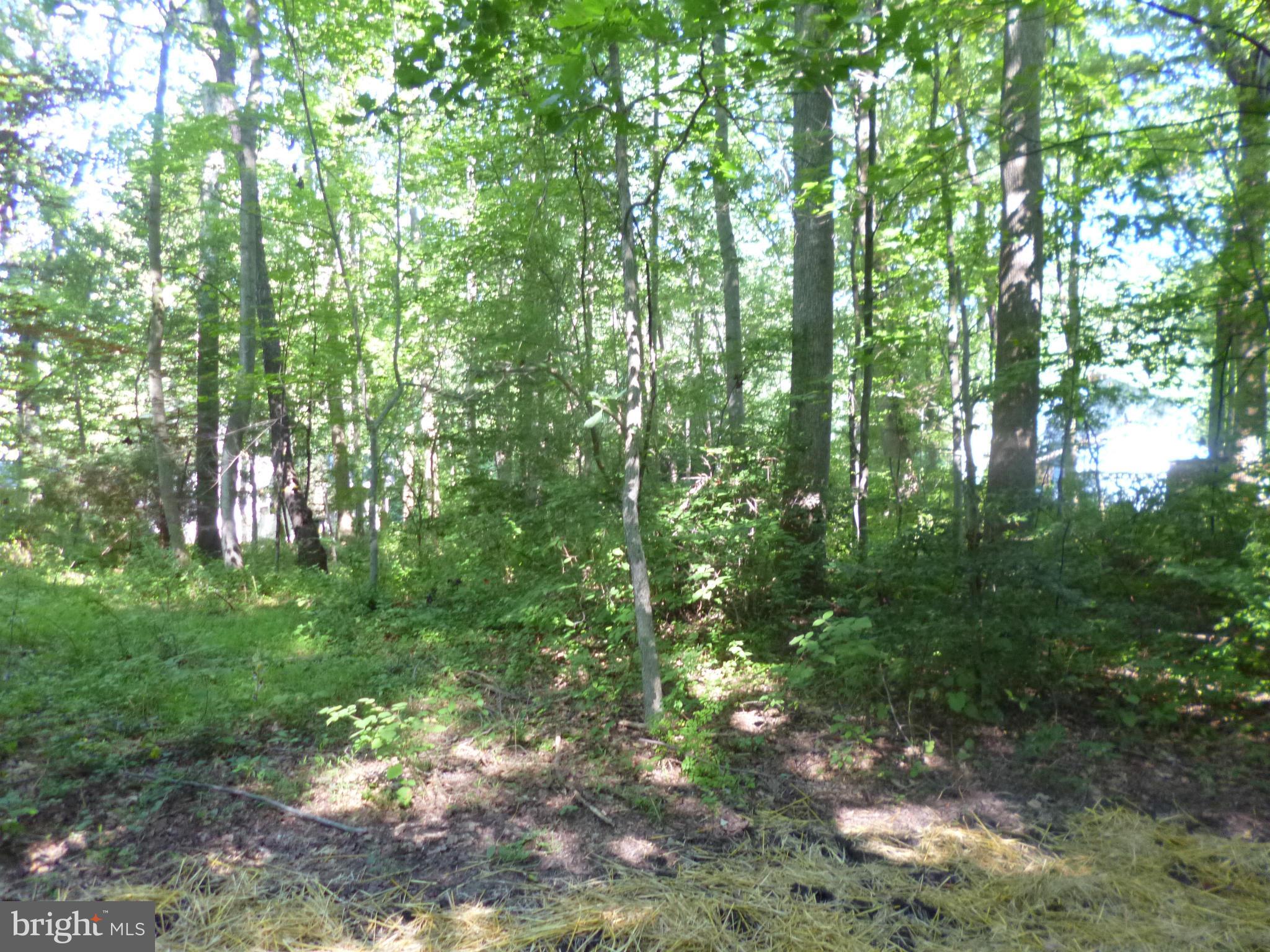 Mink Hollow Road Highland, MD 20777 - Photo 2 of 5 a view of forest