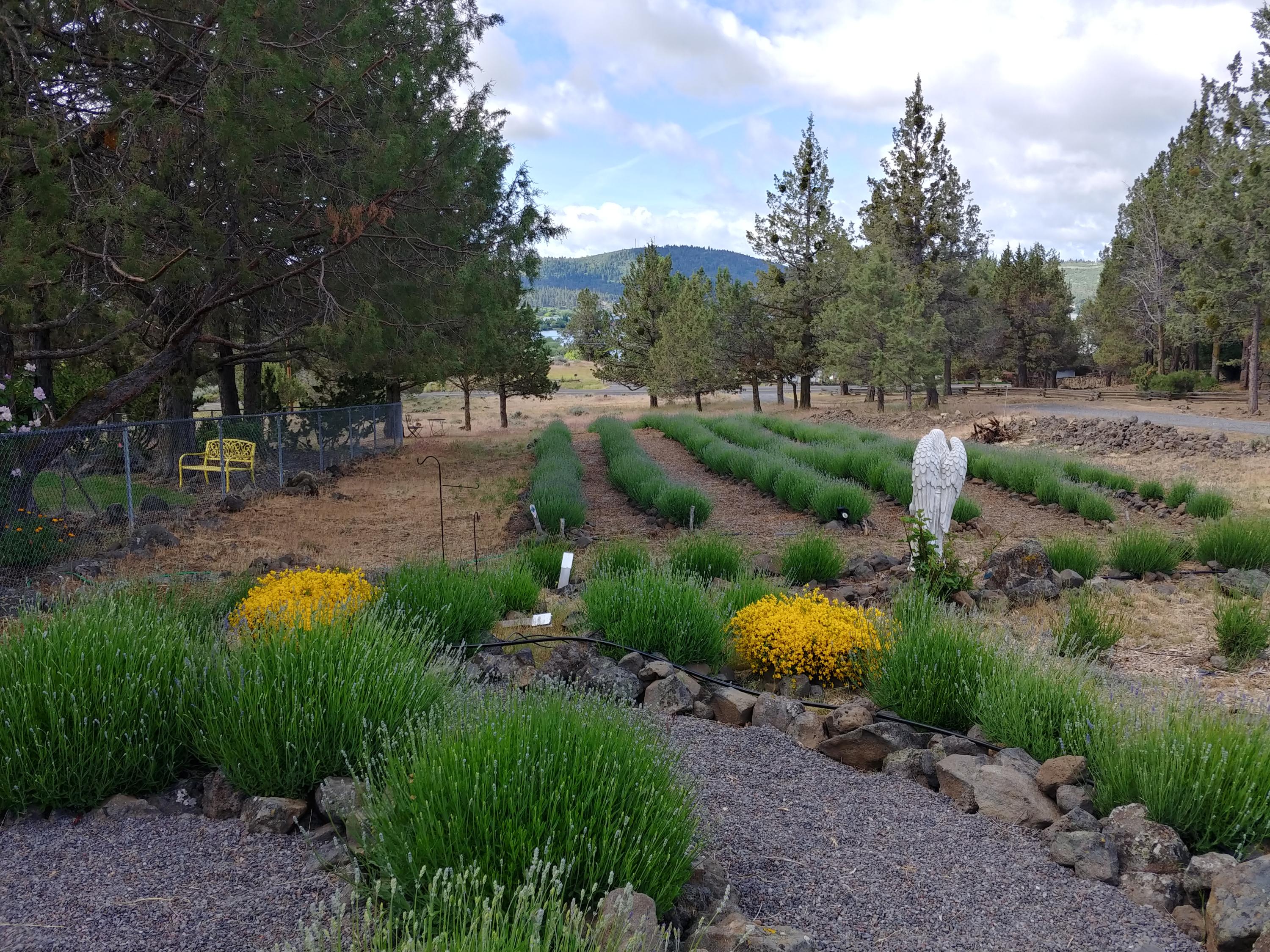 333 Sunset Beach Road Klamath Falls, OR 97601 - Photo 20 of 27 333 Sunset Beach Lavender with angels