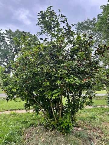 $239,000 | 1500 Robb Street, Summit, MS 39666