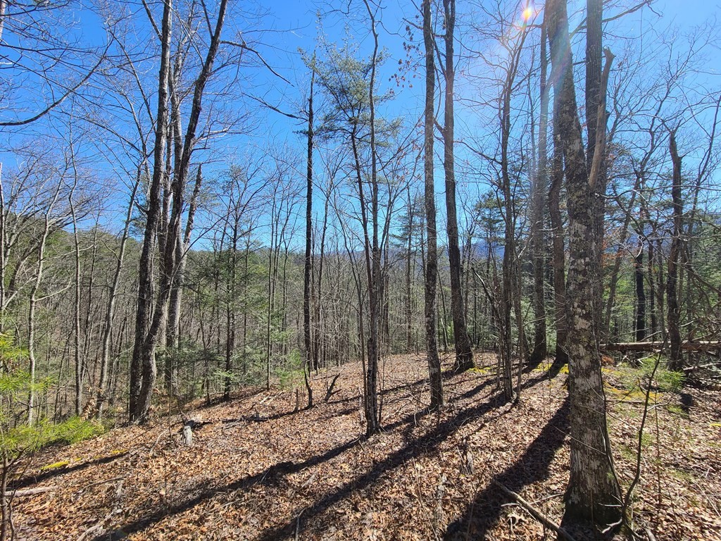 3002 Laurel Lick Road Sevierville, TN 37862 - Photo 25 of 36