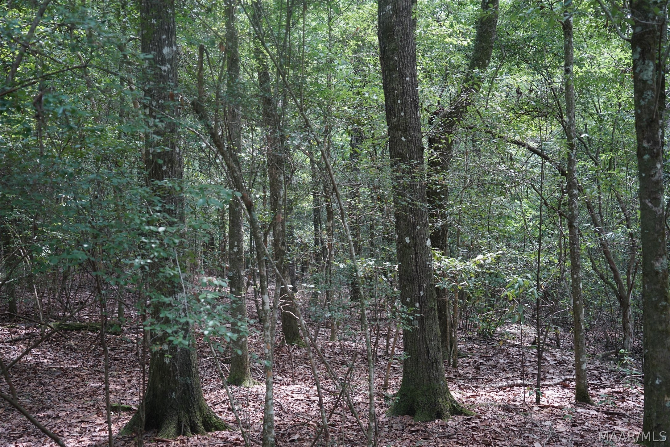 10028 Buster Aplin Road Florala, AL 36442 - Photo 38 of 47 Gallery Image 38