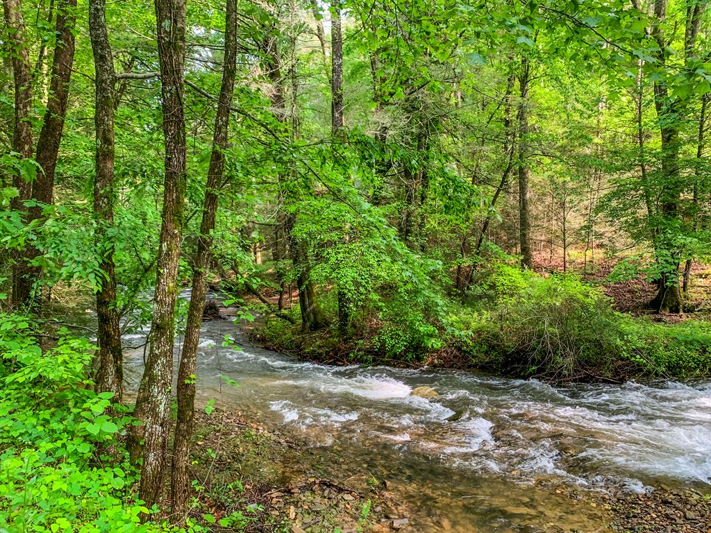125 Waters Road Ellijay, GA 30536 - Photo 67 of 68 a view of a yard with plants and trees