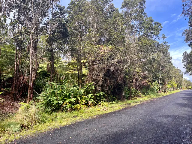 a view of a garden with plants