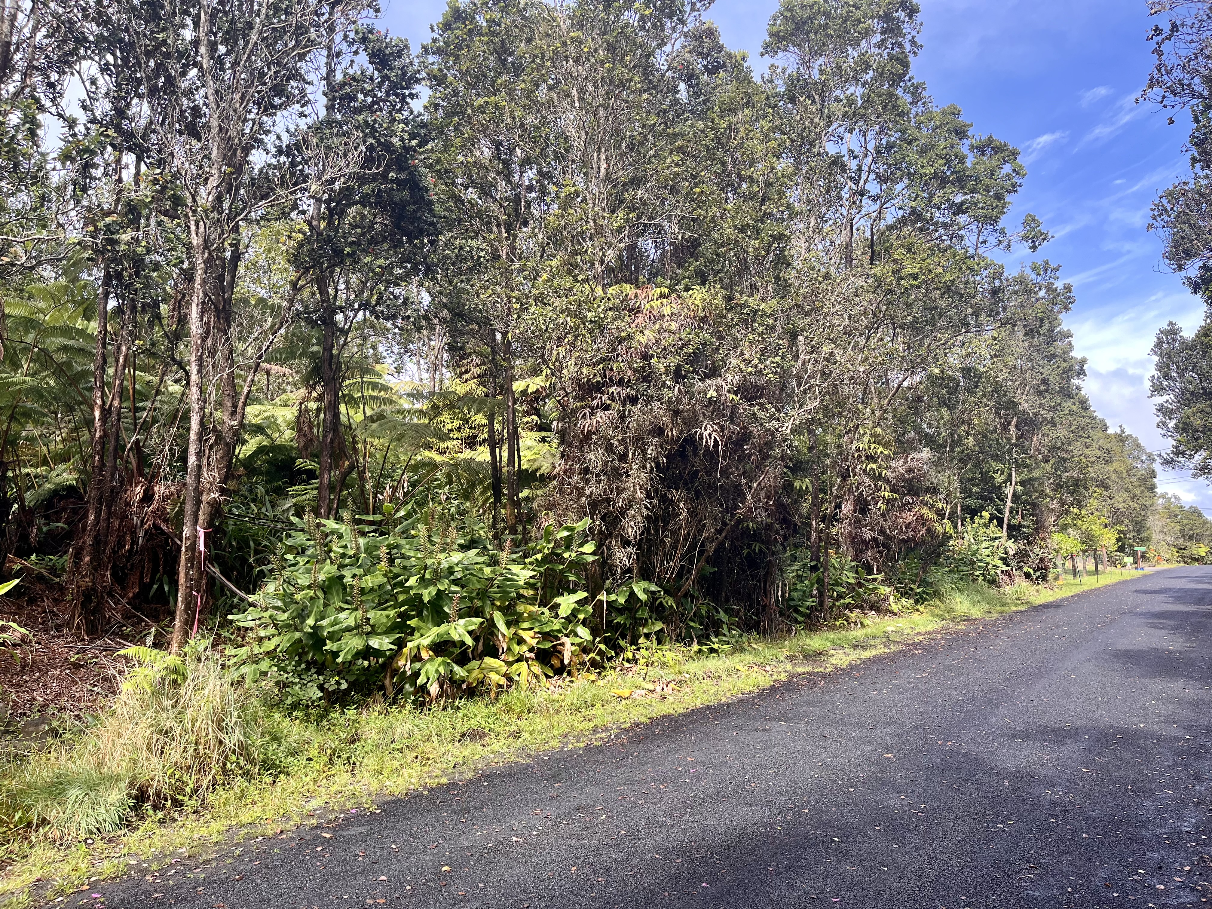 a view of a garden with plants