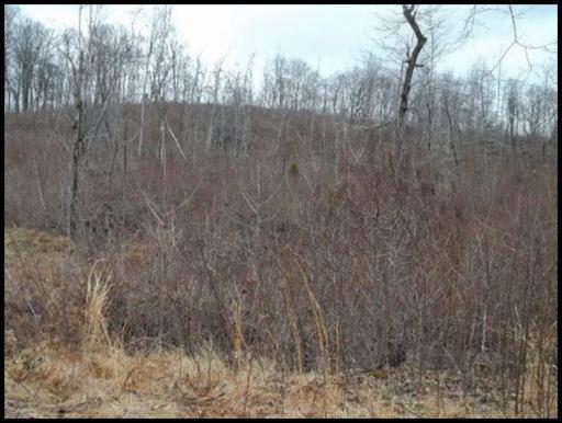 11 & 12 Booker Road Maynardville, TN 37807 - Photo 20 of 25 20150717182306616560000000-o