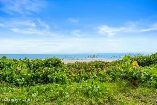 view of a bunch of trees