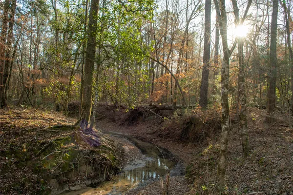 a view of a forest with trees