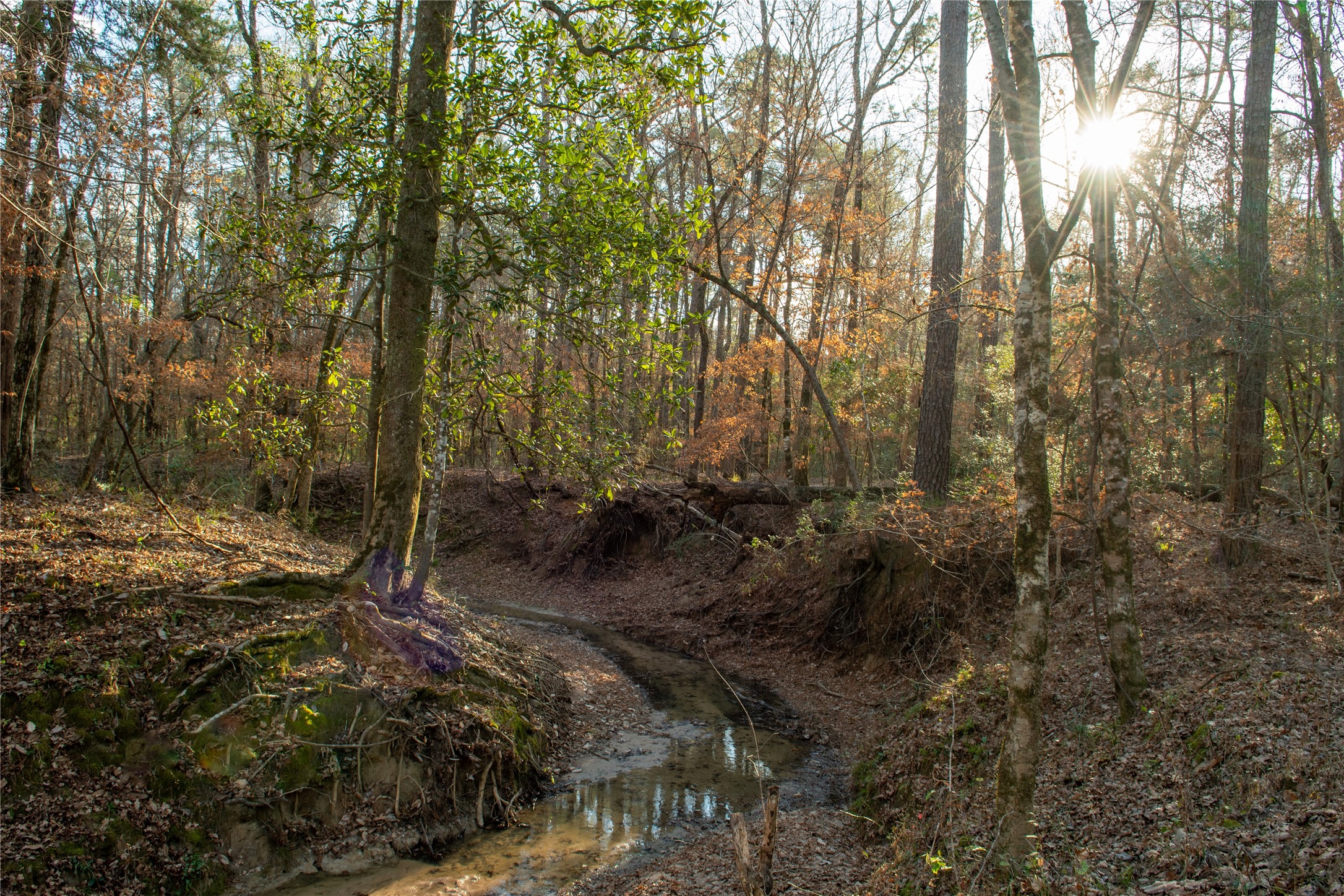 a view of a forest with trees