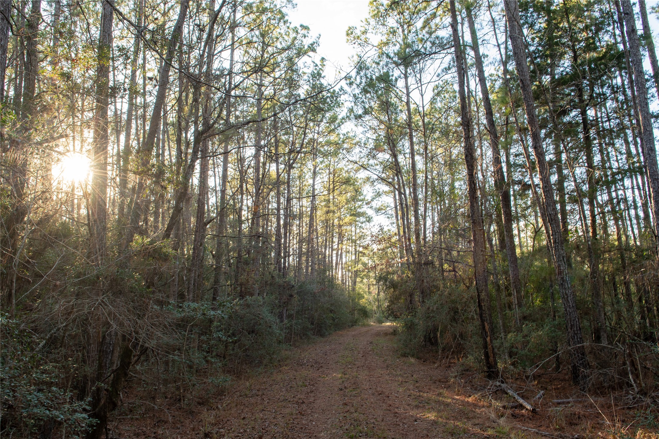 0 Chatfield Road Livingston, TX 77351 - Photo 11 of 28 a view of a forest with trees in the background