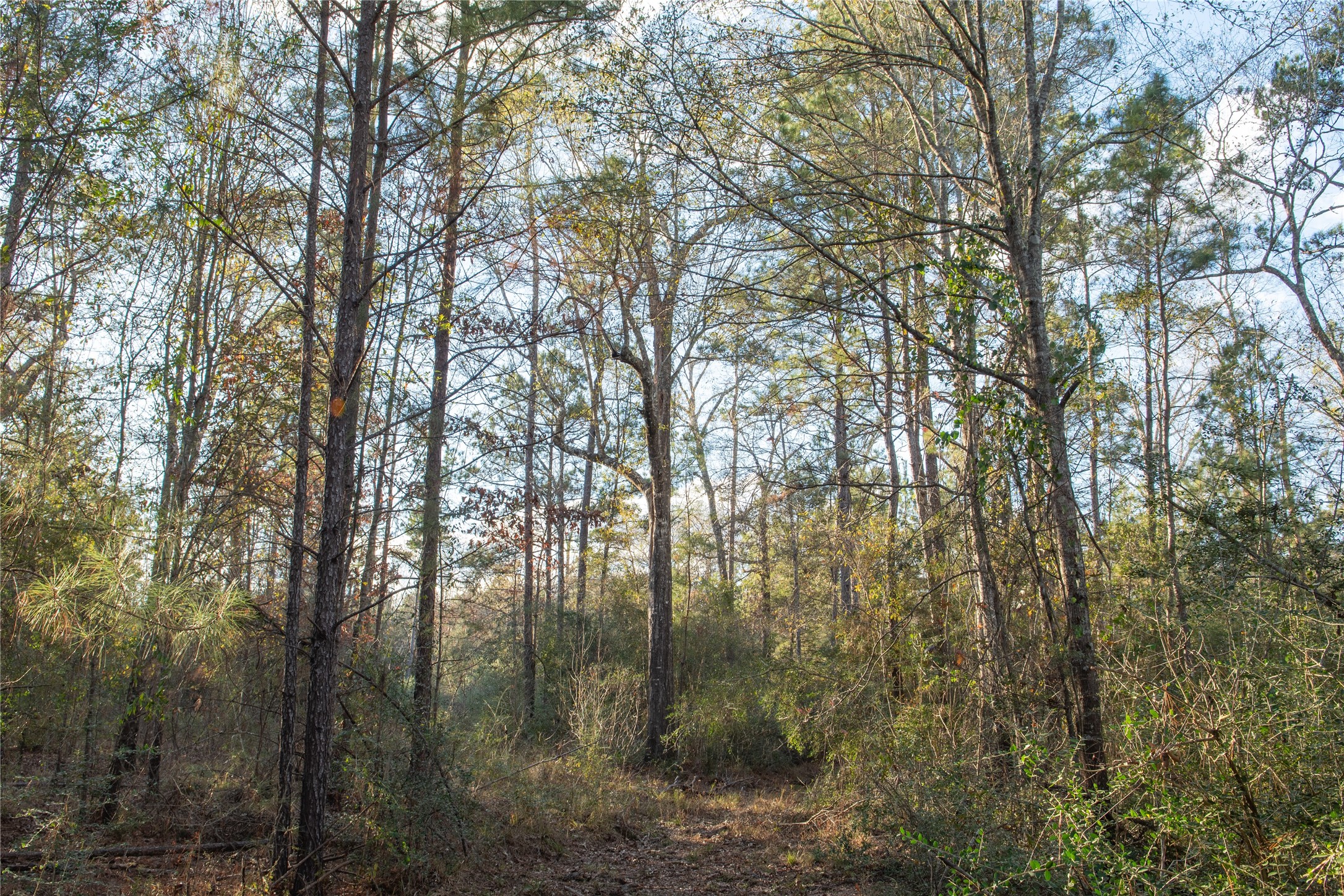 0 Chatfield Road Livingston, TX 77351 - Photo 12 of 28 a view of forest