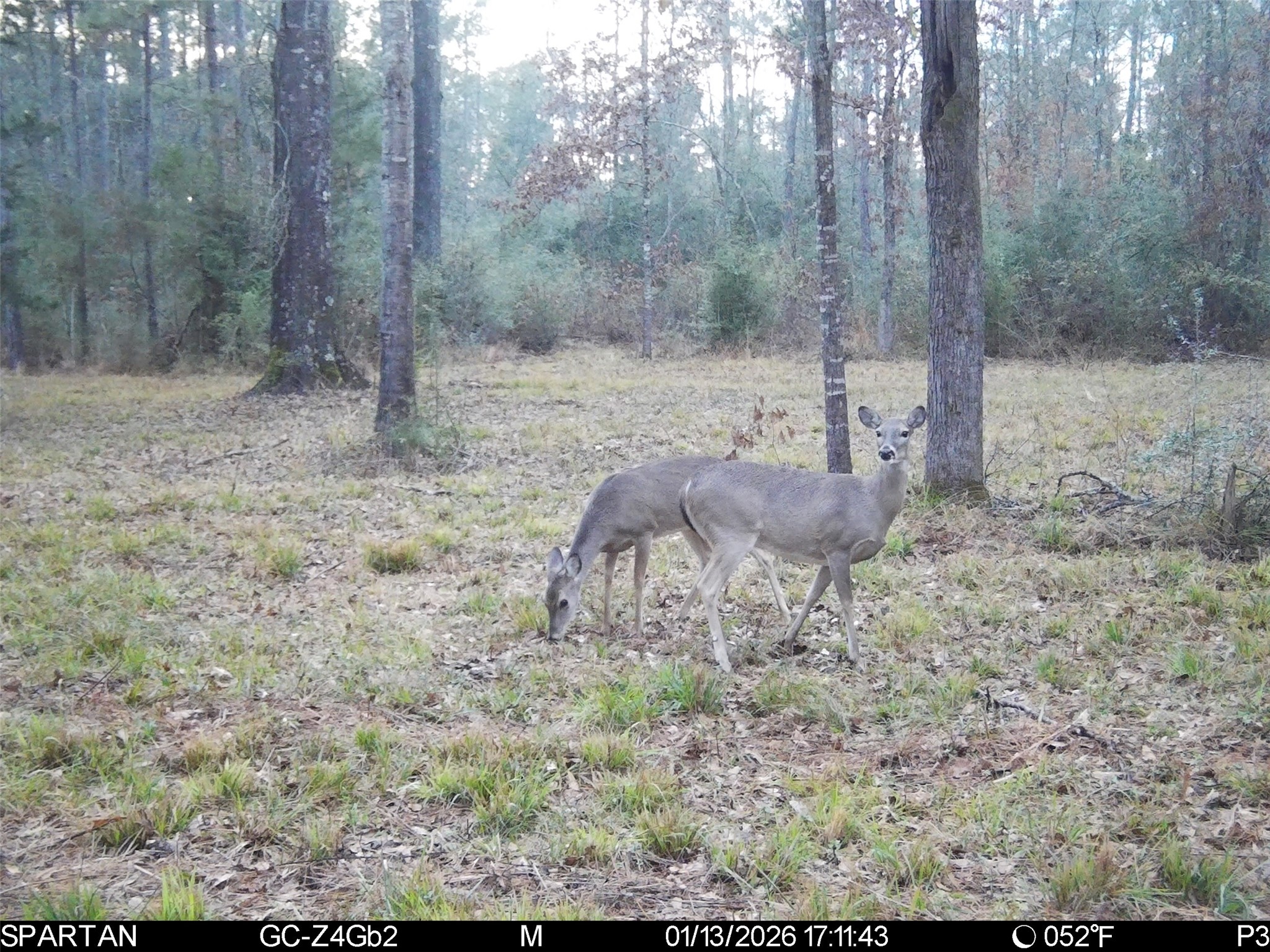 0 Chatfield Road Livingston, TX 77351 - Photo 13 of 28 a view of a backyard with large trees