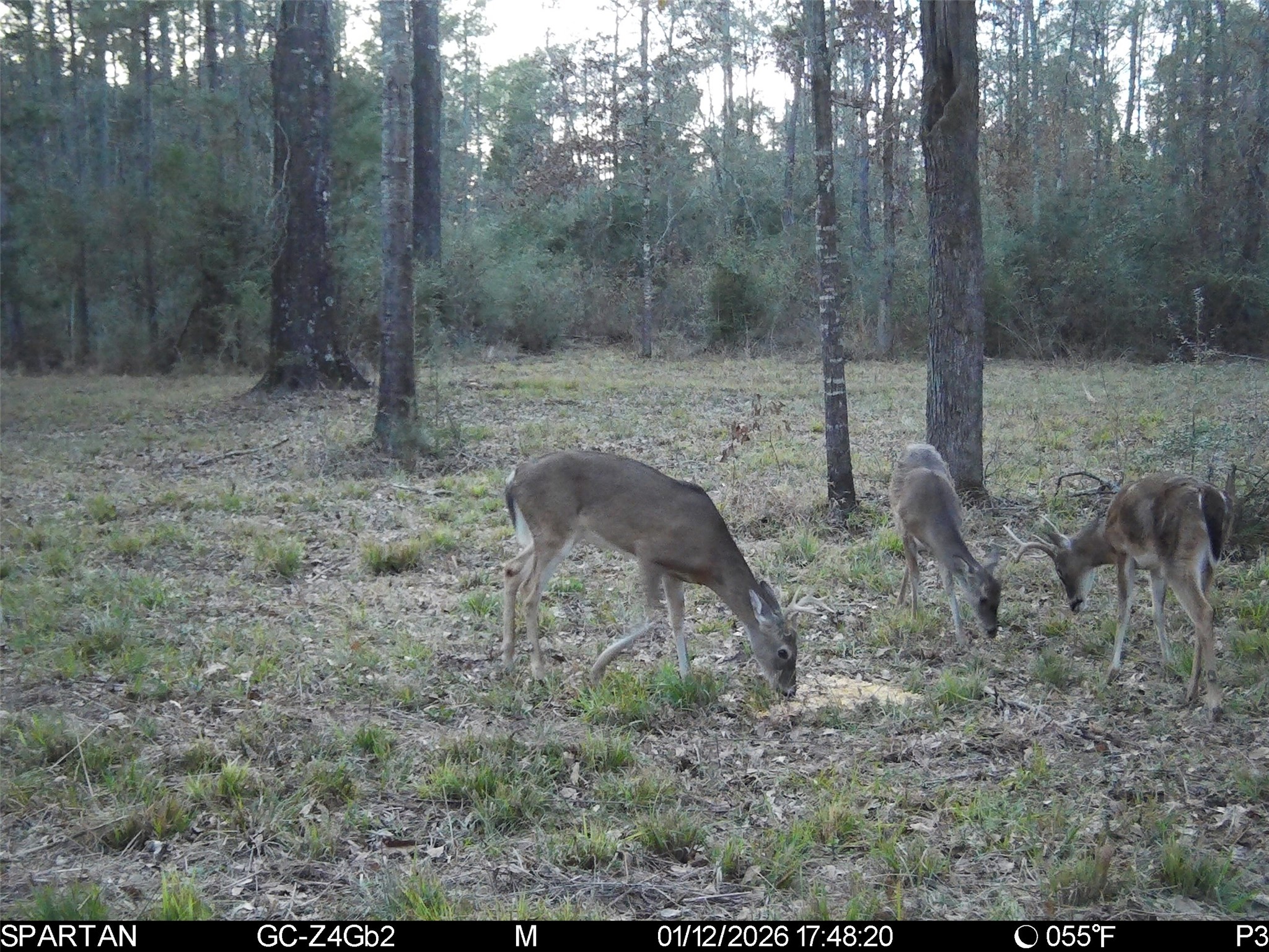 0 Chatfield Road Livingston, TX 77351 - Photo 15 of 28 a view of a forest filled with trees
