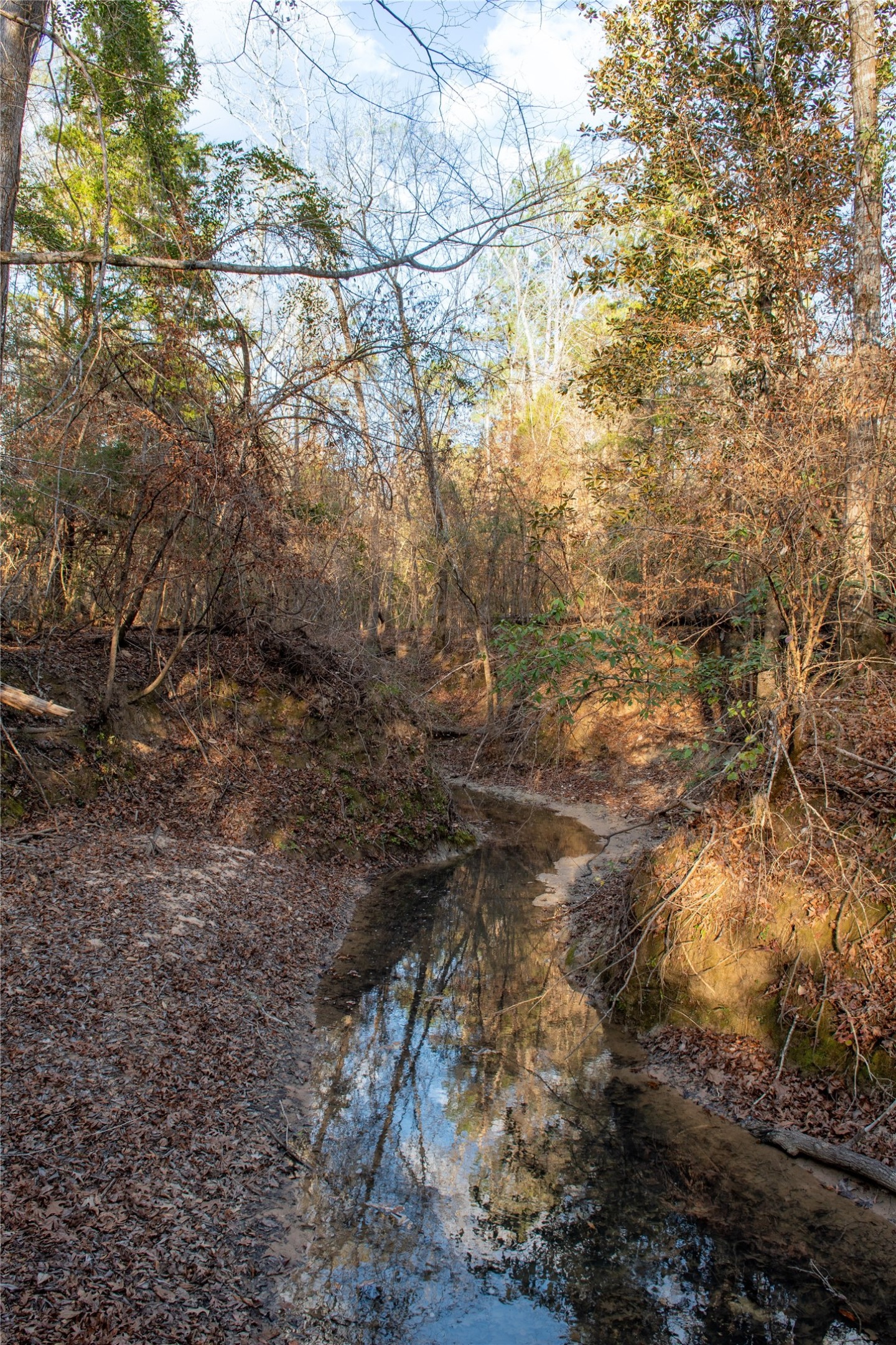 0 Chatfield Road Livingston, TX 77351 - Photo 16 of 28 a view of a yard