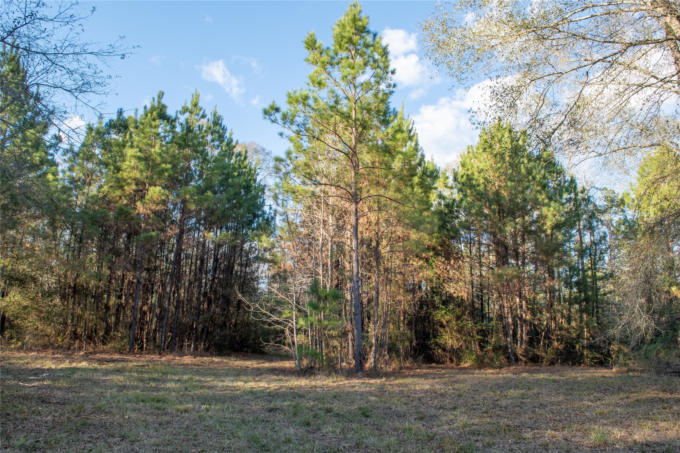 0 Chatfield Road Livingston, TX 77351 - Photo 17 of 28 a view of outdoor space